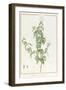 Rhexia Pendulifolia (W/C and Bodycolour over Traces of Graphite on Vellum)-Pierre Joseph Redoute-Framed Giclee Print