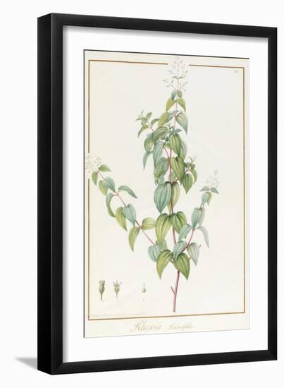 Rhexia Pendulifolia (W/C and Bodycolour over Traces of Graphite on Vellum)-Pierre Joseph Redoute-Framed Giclee Print