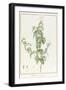 Rhexia Pendulifolia (W/C and Bodycolour over Traces of Graphite on Vellum)-Pierre Joseph Redoute-Framed Giclee Print