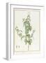 Rhexia Pendulifolia (W/C and Bodycolour over Traces of Graphite on Vellum)-Pierre Joseph Redoute-Framed Giclee Print