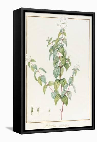 Rhexia Pendulifolia (W/C and Bodycolour over Traces of Graphite on Vellum)-Pierre Joseph Redoute-Framed Stretched Canvas