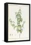 Rhexia Pendulifolia (W/C and Bodycolour over Traces of Graphite on Vellum)-Pierre Joseph Redoute-Framed Stretched Canvas