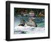 Rhine Falls, Schaffhausen, Switzerland, Europe-Hans Peter Merten-Framed Photographic Print