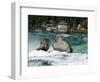 Rhine Falls, Schaffhausen, Switzerland, Europe-Hans Peter Merten-Framed Photographic Print