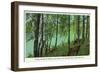 Rhinelander, Wisconsin - Wisconsin River Banks Scene-Lantern Press-Framed Art Print