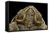 Rhinella Schneideri (Rococo Toad)-Paul Starosta-Framed Stretched Canvas