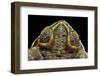 Rhinella Schneideri (Rococo Toad)-Paul Starosta-Framed Photographic Print