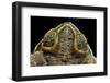Rhinella Schneideri (Rococo Toad)-Paul Starosta-Framed Photographic Print
