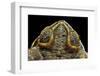 Rhinella Schneideri (Rococo Toad)-Paul Starosta-Framed Photographic Print