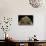 Rhinella Schneideri (Rococo Toad)-Paul Starosta-Photographic Print displayed on a wall