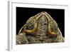 Rhinella Schneideri (Rococo Toad)-Paul Starosta-Framed Photographic Print