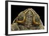 Rhinella Schneideri (Rococo Toad)-Paul Starosta-Framed Photographic Print