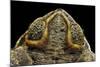 Rhinella Schneideri (Rococo Toad)-Paul Starosta-Mounted Photographic Print