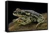 Rhinella Spinulosa (Warty Toad)-Paul Starosta-Framed Stretched Canvas