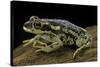 Rhinella Spinulosa (Warty Toad)-Paul Starosta-Stretched Canvas