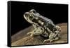 Rhinella Spinulosa (Warty Toad)-Paul Starosta-Framed Stretched Canvas