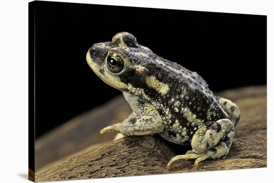 Rhinella Spinulosa (Warty Toad)-Paul Starosta-Stretched Canvas