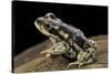 Rhinella Spinulosa (Warty Toad)-Paul Starosta-Stretched Canvas
