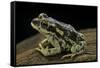 Rhinella Spinulosa (Warty Toad)-Paul Starosta-Framed Stretched Canvas