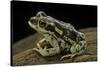 Rhinella Spinulosa (Warty Toad)-Paul Starosta-Stretched Canvas
