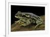 Rhinella Spinulosa (Warty Toad)-Paul Starosta-Framed Photographic Print