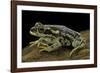 Rhinella Spinulosa (Warty Toad)-Paul Starosta-Framed Photographic Print