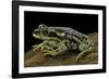 Rhinella Spinulosa (Warty Toad)-Paul Starosta-Framed Photographic Print