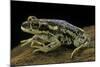 Rhinella Spinulosa (Warty Toad)-Paul Starosta-Mounted Photographic Print