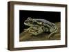 Rhinella Spinulosa (Warty Toad)-Paul Starosta-Framed Photographic Print