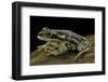 Rhinella Spinulosa (Warty Toad)-Paul Starosta-Framed Photographic Print