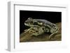 Rhinella Spinulosa (Warty Toad)-Paul Starosta-Framed Photographic Print