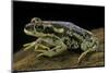 Rhinella Spinulosa (Warty Toad)-Paul Starosta-Mounted Photographic Print