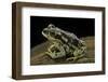 Rhinella Spinulosa (Warty Toad)-Paul Starosta-Framed Photographic Print