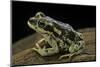 Rhinella Spinulosa (Warty Toad)-Paul Starosta-Mounted Photographic Print