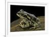 Rhinella Spinulosa (Warty Toad)-Paul Starosta-Framed Photographic Print