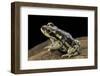 Rhinella Spinulosa (Warty Toad)-Paul Starosta-Framed Photographic Print