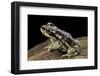 Rhinella Spinulosa (Warty Toad)-Paul Starosta-Framed Photographic Print