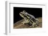 Rhinella Spinulosa (Warty Toad)-Paul Starosta-Framed Photographic Print