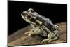 Rhinella Spinulosa (Warty Toad)-Paul Starosta-Mounted Photographic Print