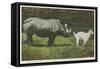 Rhino and Goat, Zoo, Philadelphia, Pennsylvania-null-Framed Stretched Canvas