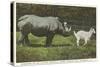 Rhino and Goat, Zoo, Philadelphia, Pennsylvania-null-Stretched Canvas