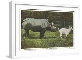 Rhino and Goat, Zoo, Philadelphia, Pennsylvania-null-Framed Art Print