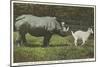 Rhino and Goat, Zoo, Philadelphia, Pennsylvania-null-Mounted Art Print