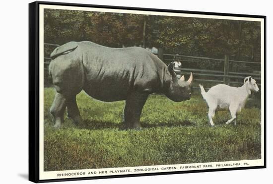 Rhino and Goat, Zoo, Philadelphia, Pennsylvania-null-Framed Stretched Canvas