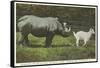 Rhino and Goat, Zoo, Philadelphia, Pennsylvania-null-Framed Stretched Canvas