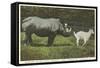 Rhino and Goat, Zoo, Philadelphia, Pennsylvania-null-Framed Stretched Canvas