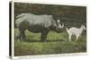 Rhino and Goat, Zoo, Philadelphia, Pennsylvania-null-Stretched Canvas