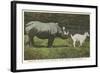 Rhino and Goat, Zoo, Philadelphia, Pennsylvania-null-Framed Art Print