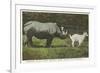 Rhino and Goat, Zoo, Philadelphia, Pennsylvania-null-Framed Art Print