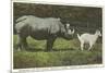 Rhino and Goat, Zoo, Philadelphia, Pennsylvania-null-Mounted Art Print